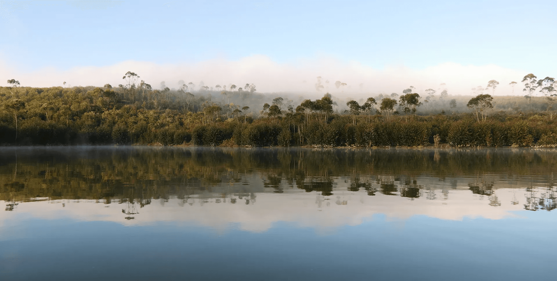 Eucalyptus se reflétant sur l'eau du lac