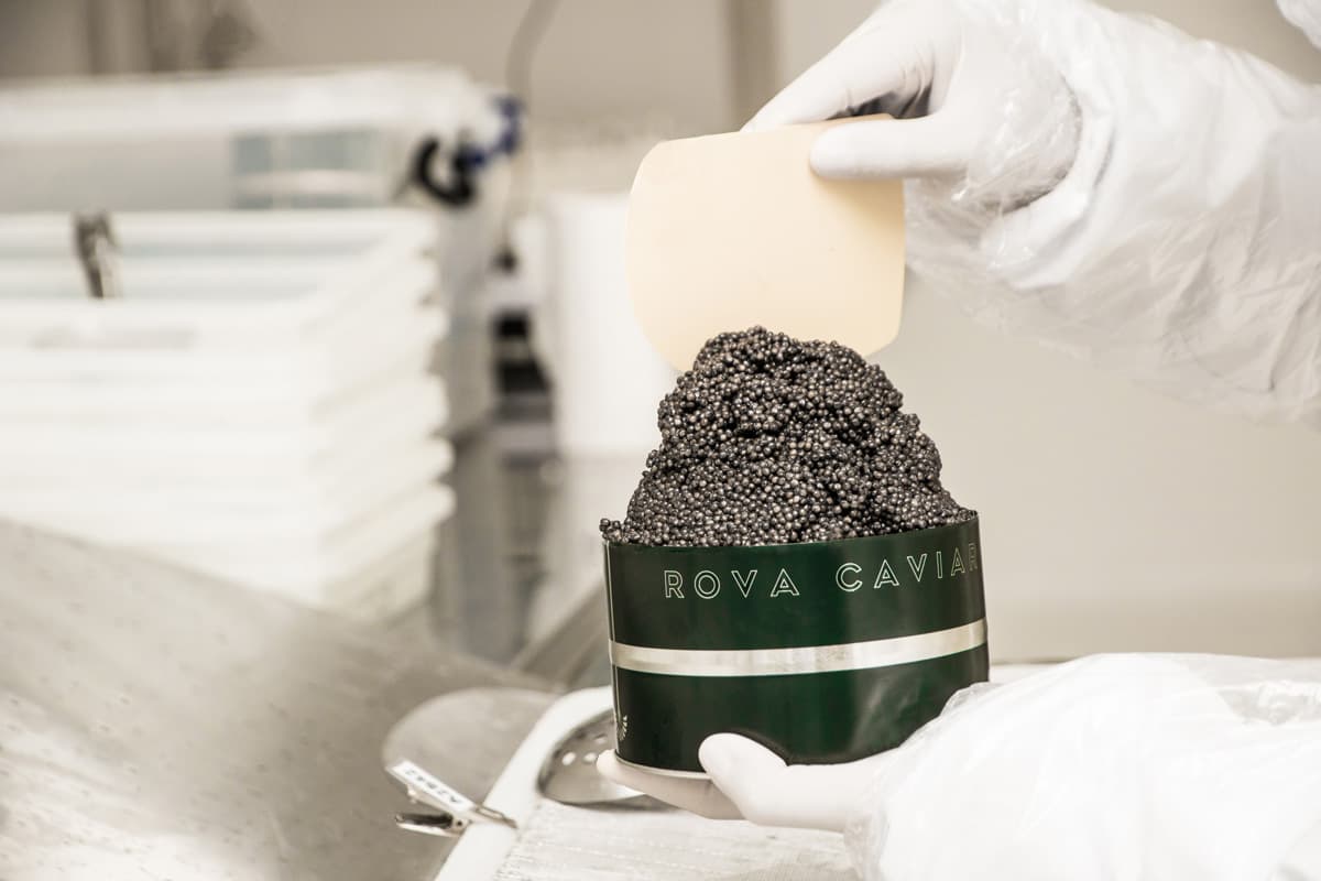 Remplissage d’une boîte de caviar Rova Caviar par des mains gantées