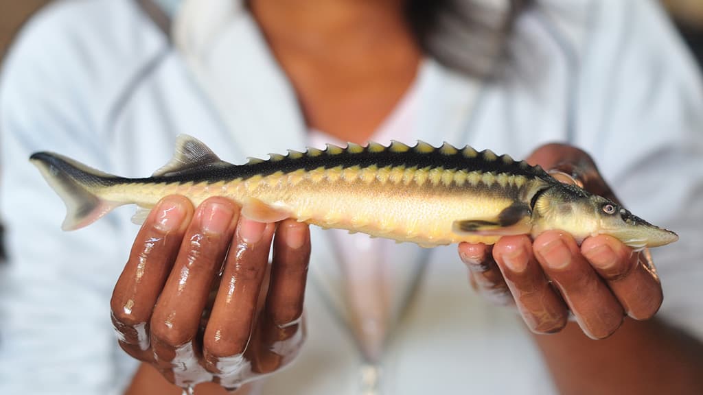 Petit esturgeon Acipenser Nudiventris tenu dans la main d'un pisciculteur