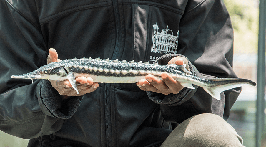 Qu'est-ce que le caviar ?