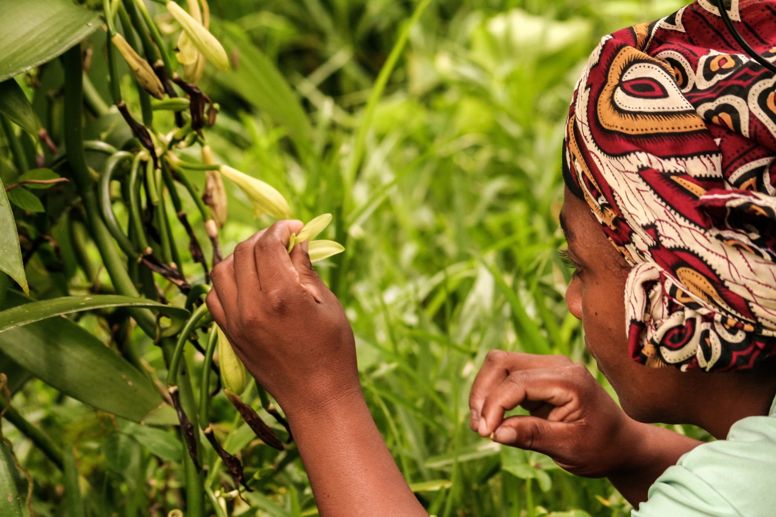 Productrice malgache pollinisant à la main une fleur de vanille