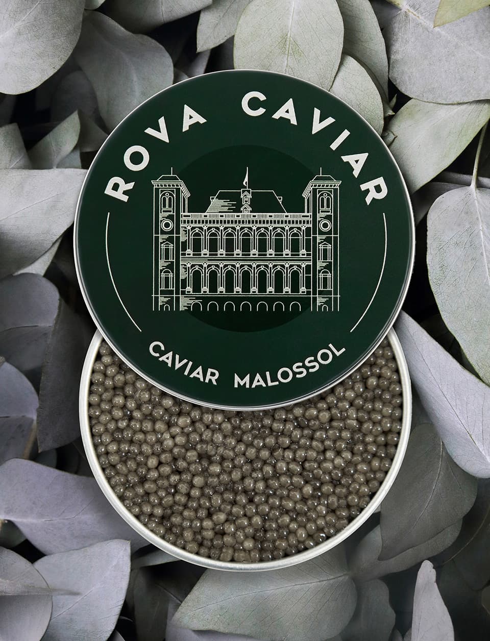 Shipova Royal