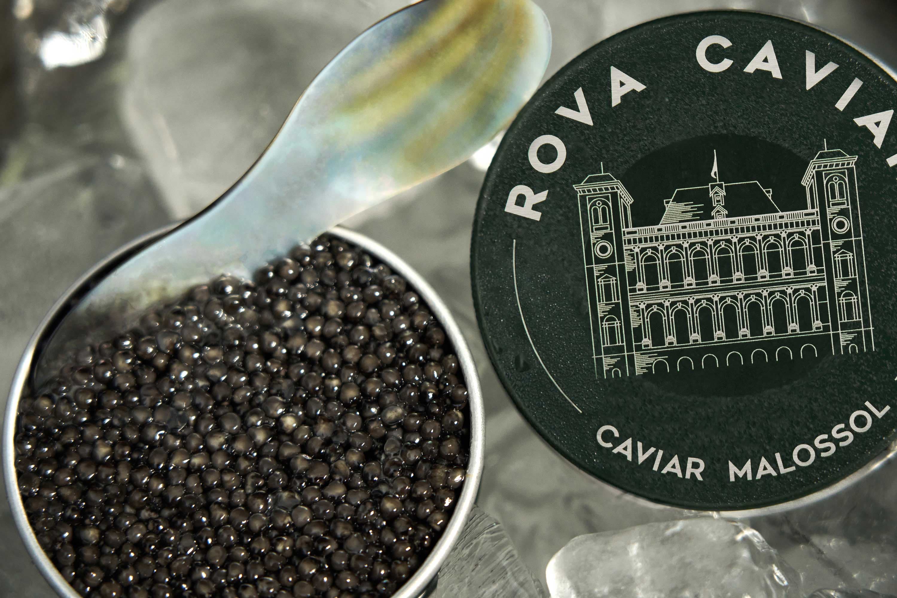 Boîte de caviar Persicus ouverte sur un lit de glace