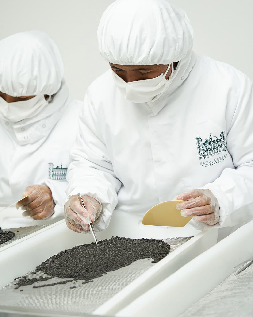 Opératrices en tenue d’hygiène triant les grains de caviar